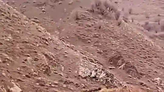 Aç kalan domuzlar, sürü halinde yiyecek ararken görüntülendi