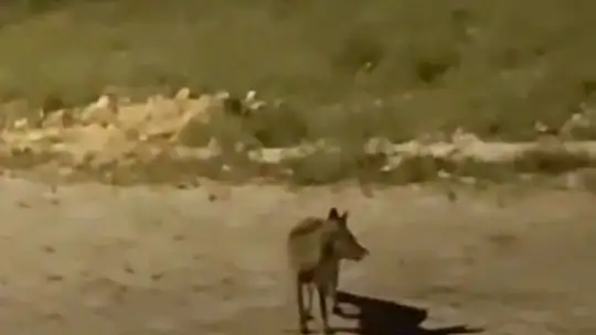 Aç kalan tilki şehir merkezine indi