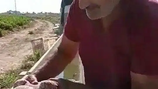 Acı biber yiyip kalbi duran şahini, çiftçinin masajı kurtardı