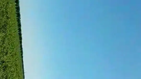 Acı biber yiyip kalbi duran şahini, çiftçinin masajı kurtardı