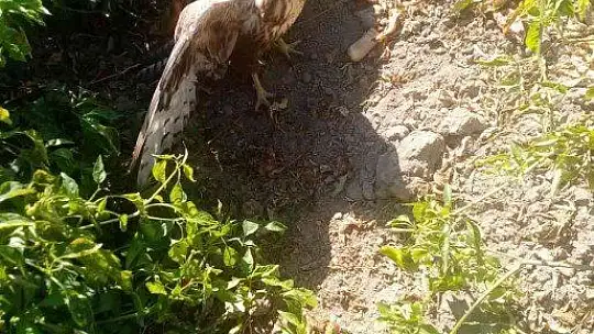 Acı biber yiyip kalbi duran şahini, çiftçinin masajı kurtardı