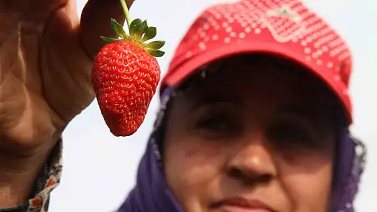 Açık alanda son hasat: Kilosu 50 liradan alıcı buluyor