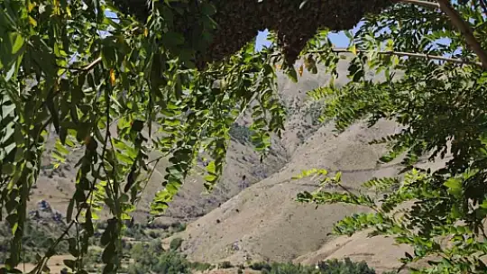 Ağaçta oğul veren bal arılarını elleriyle topladı