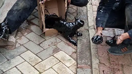 Akaryakıt tankına düşen kedi, zeytinyağı ile 2 saatte temizlendi