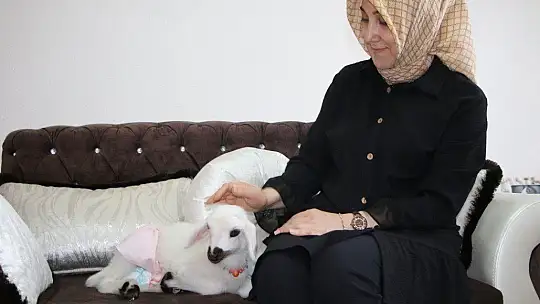Annesinin reddettiği kuzuya, sağlıkçı şefkati