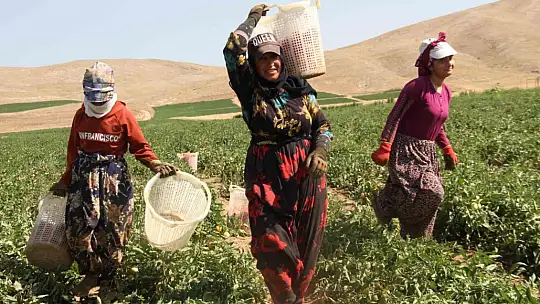 Aracılara isyan eden tarla sahibi halka seslendi, 'Gelin tarladan 4 liraya alın'
