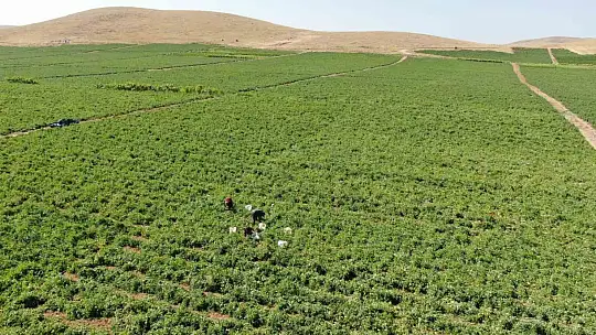 Aracılara isyan eden tarla sahibi halka seslendi, 'Gelin tarladan 4 liraya alın'