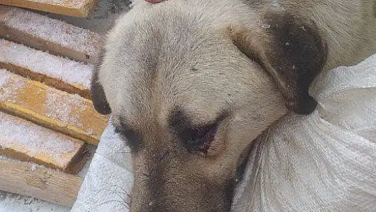 Aracın çarptığı köpeği, jandarma hayvan hastanesine ulaştırdı