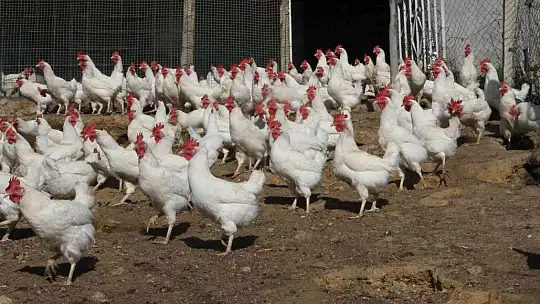 Artan yem fiyatlarına kızdı ve..