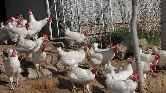 Artan yem fiyatlarına kızdı ve..