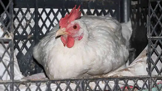 Artan yem fiyatlarına kızdı ve..