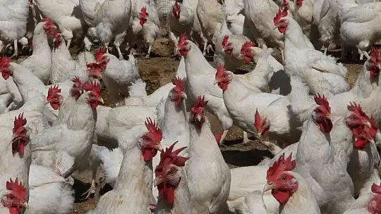 Artan yem fiyatlarına kızdı ve..