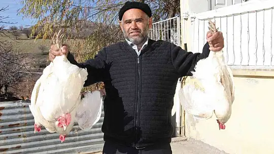 Artan yem fiyatlarına kızdı ve..