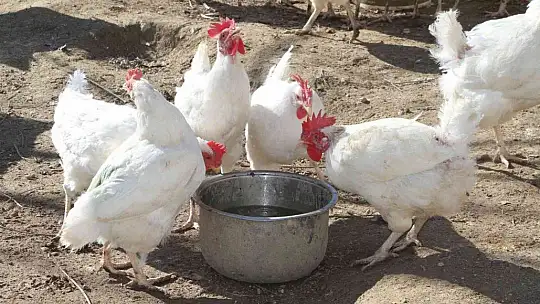 Artan yem fiyatlarına kızdı ve..