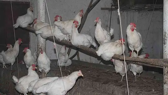 Artan yem fiyatlarına kızdı ve..
