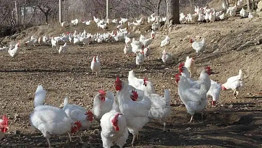 Artan yem fiyatlarına kızdı ve..