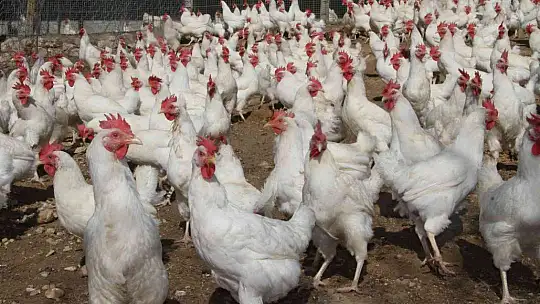 Artan yem fiyatlarına kızdı ve..