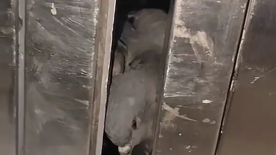 Asansöre sıkışan güvercini kurtaran şahıs, avcuyla su verdi