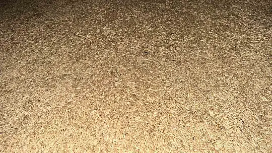 Aşırı sıcaklar çiftçilere gece mesai yaptırıyor