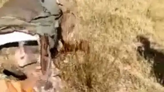 Tavşanı doğaya geri saldı
