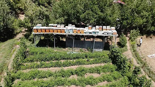 Ayılar balını yiyince çareyi 3,5 metrelik iskele kurmakta buldu