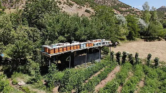 Ayılar balını yiyince çareyi 3,5 metrelik iskele kurmakta buldu