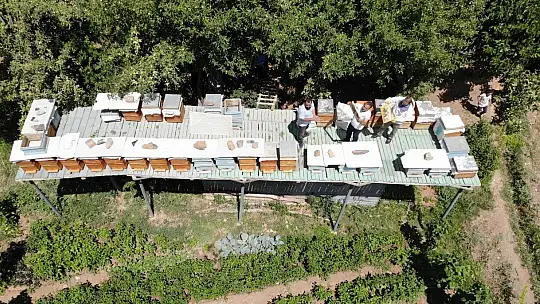 Ayılar balını yiyince çareyi 3,5 metrelik iskele kurmakta buldu