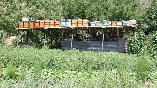 Ayılar balını yiyince çareyi 3,5 metrelik iskele kurmakta buldu