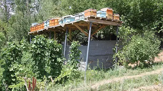 Ayılar balını yiyince çareyi 3,5 metrelik iskele kurmakta buldu