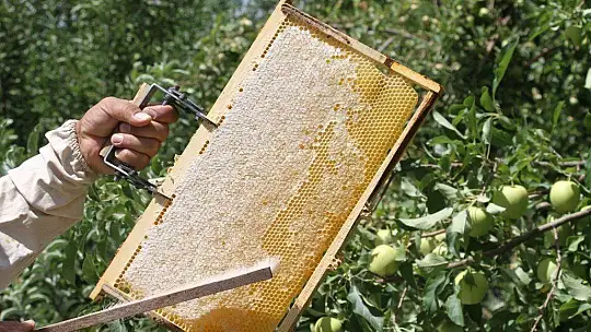 Ayılar balını yiyince çareyi 3,5 metrelik iskele kurmakta buldu