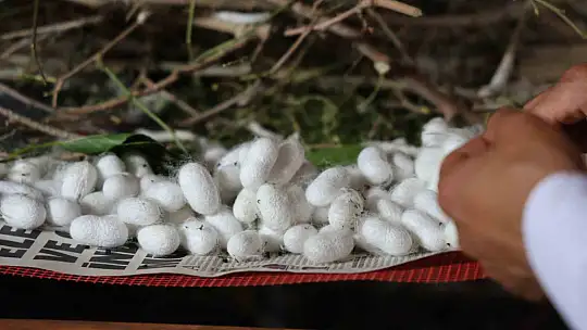 Babaannesinden esinlendi, Elazığ tarihinin en büyük ipek böcekçiliği çiftliğini kurdu