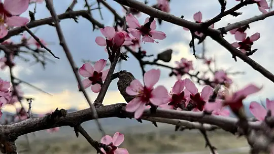 Baharla birlikte çiçek açan bademler, çiftçileri kara kara düşündürüyor