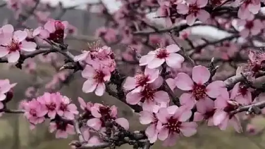 Baharla birlikte çiçek açan bademler, çiftçileri kara kara düşündürüyor