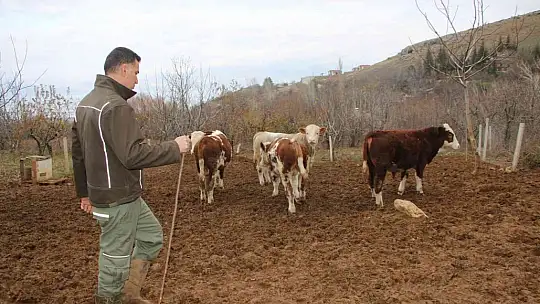 Bankacılığı bıraktı, devlet desteğiyle köyüne yerleşip hayvancılığa başladı