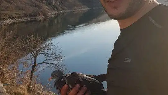 Güvercin, Muhtar Tarafından Kurtarıldı