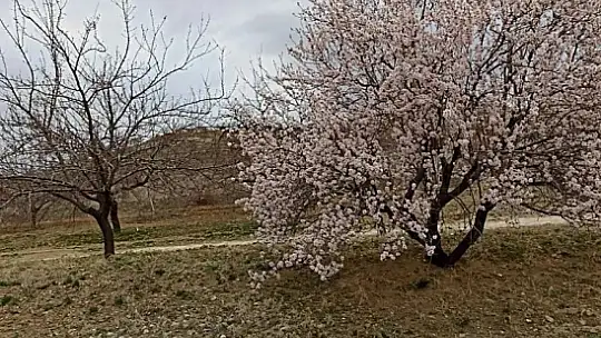 Baskil'de badem ağaçları çiçek açtı