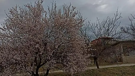 Baskil'de badem ağaçları çiçek açtı
