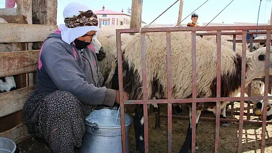 Besicilerin koyun kırkma mesaisi başladı