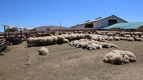 Besicilerin koyun kırkma mesaisi başladı