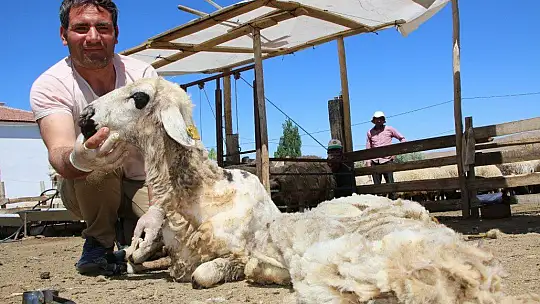 Besicilerin koyun kırkma mesaisi başladı