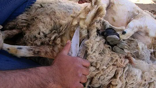 Besicilerin koyun kırkma mesaisi başladı