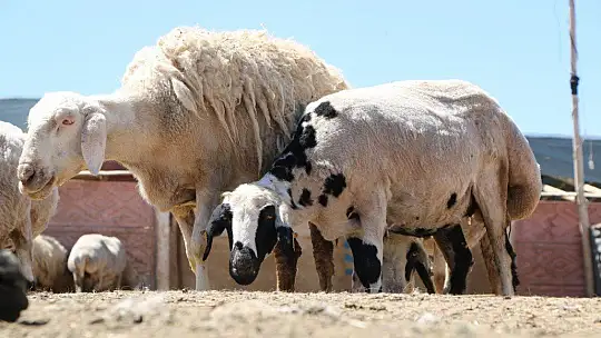 Besicilerin koyun kırkma mesaisi başladı