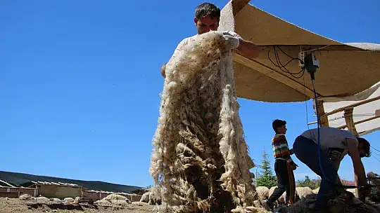 Besicilerin koyun kırkma mesaisi başladı