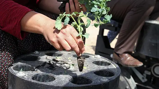Bir çok ülkeye satılan kurutmalık domatesin fideleri toprakla buluştu