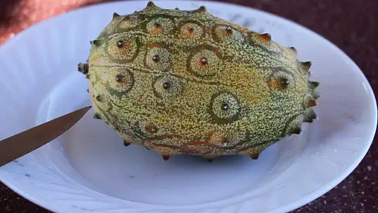 Bölgede ilki başardı, tropik Afrika meyvesi olan Kivano'yu yetiştirdi, bir kökte 50 adet ürün elde etti