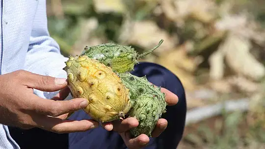 Bölgede ilki başardı, tropik Afrika meyvesi olan Kivano'yu yetiştirdi, bir kökte 50 adet ürün elde etti