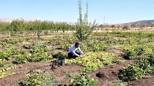 Bölgede ilki başardı, tropik Afrika meyvesi olan Kivano'yu yetiştirdi, bir kökte 50 adet ürün elde etti