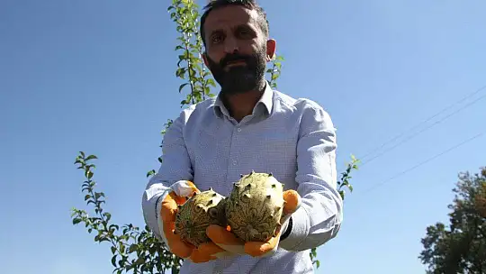 Bölgede ilki başardı, tropik Afrika meyvesi olan Kivano'yu yetiştirdi, bir kökte 50 adet ürün elde etti