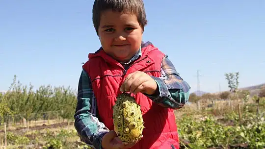Bölgede ilki başardı, tropik Afrika meyvesi olan Kivano'yu yetiştirdi, bir kökte 50 adet ürün elde etti