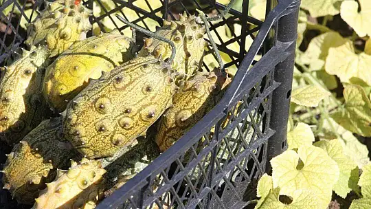 Bölgede ilki başardı, tropik Afrika meyvesi olan Kivano'yu yetiştirdi, bir kökte 50 adet ürün elde etti